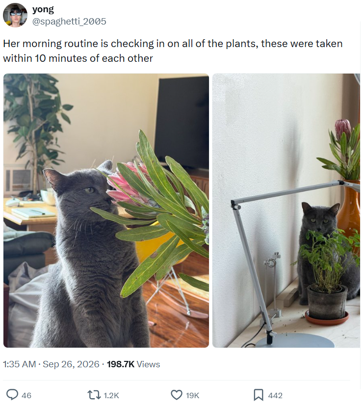 yong @spaghetti 2005 Her morning routine is checking in on all of the plants, these were taken within 10 minutes of each other • 1:35 AM • Sep 26, 2026 198.7K Views 46 1.2K 19K 442