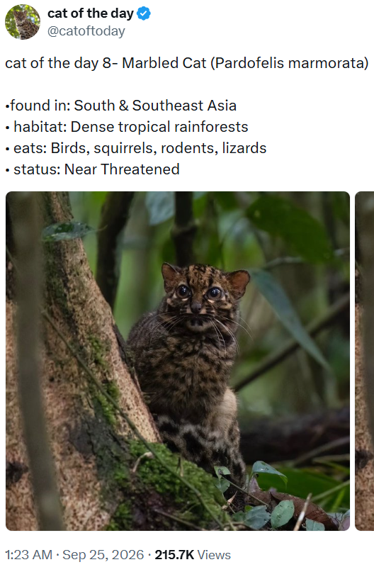 cat of the day @catoftoday cat of the day 8- Marbled Cat (Pardofelis marmorata) ⚫found in: South & Southeast Asia ⚫ habitat: Dense tropical rainforests ⚫eats: Birds, squirrels, rodents, lizards ⚫ status: Near Threatened • 1:23 AM ⚫ Sep 25, 2026 215.7K Views