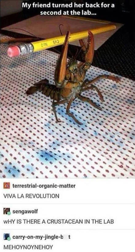 My friend turned her back for a second at the lab... terrestrial-organic-matter VIVA LA REVOLUTION sengawolf WHY IS THERE A CRUSTACEAN IN THE LAB carry-on-my-jingle-b t MEHOYNOYNEHOY