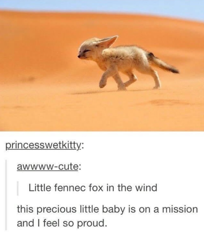princesswetkitty: awwww-cute: Little fennec fox in the wind this precious little baby is on a mission and I feel so proud.