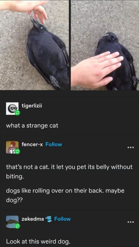 tigerlizii what a strange cat fencer-x Follow that's not a cat. it let you pet its belly without biting. dogs like rolling over on their back. maybe dog?? zekedms Follow Look at this weird dog.
