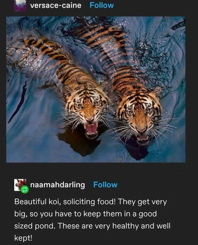 versace-caine Follow naamahdarling Follow Beautiful koi, soliciting food! They get very big, so you have to keep them in a good sized pond. These are very healthy and well kept!