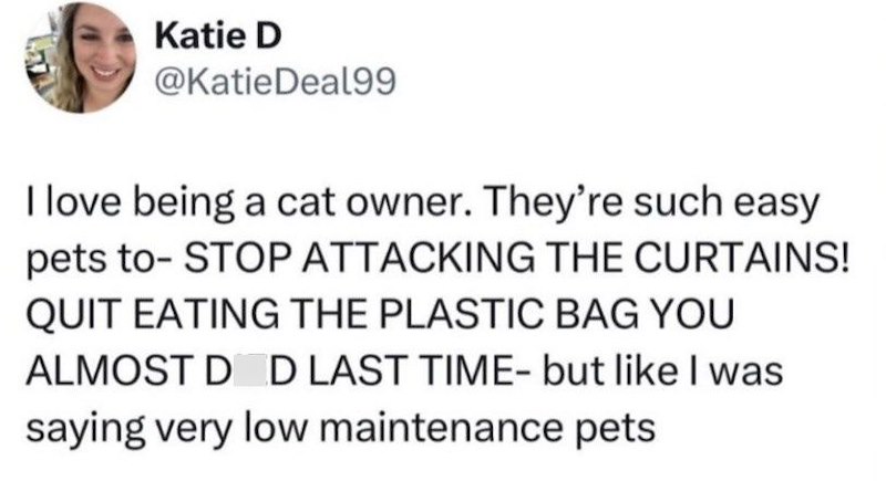 Katie D @KatieDeal99 I love being a cat owner. They're such easy pets to- STOP ATTACKING THE CURTAINS! QUIT EATING THE PLASTIC BAG YOU ALMOST D D LAST TIME- but like I was saying very low maintenance pets