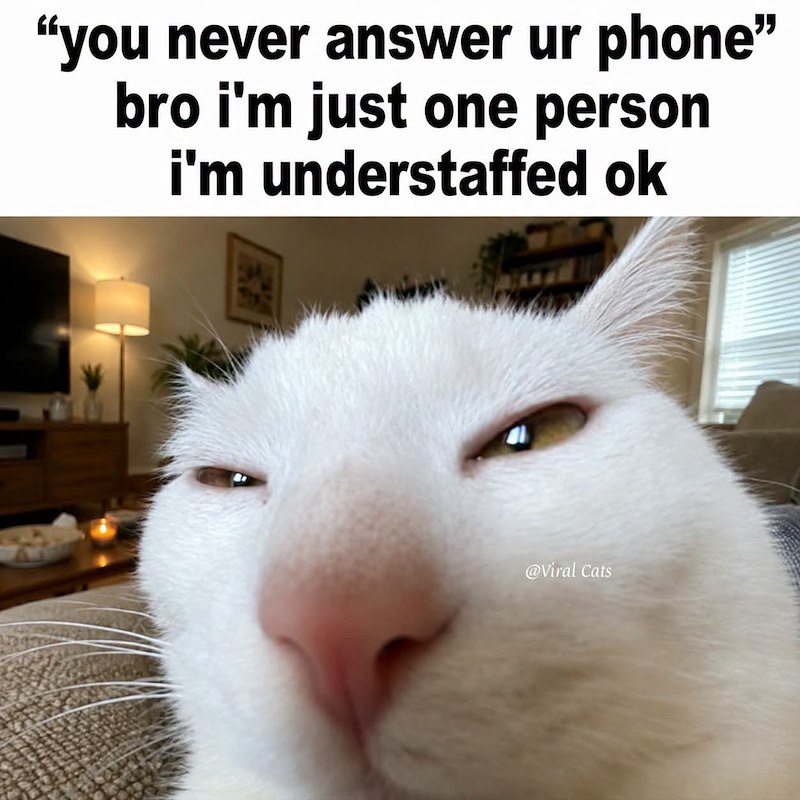 "you never answer ur phone" bro i'm just one person i'm understaffed ok @Viral Cats