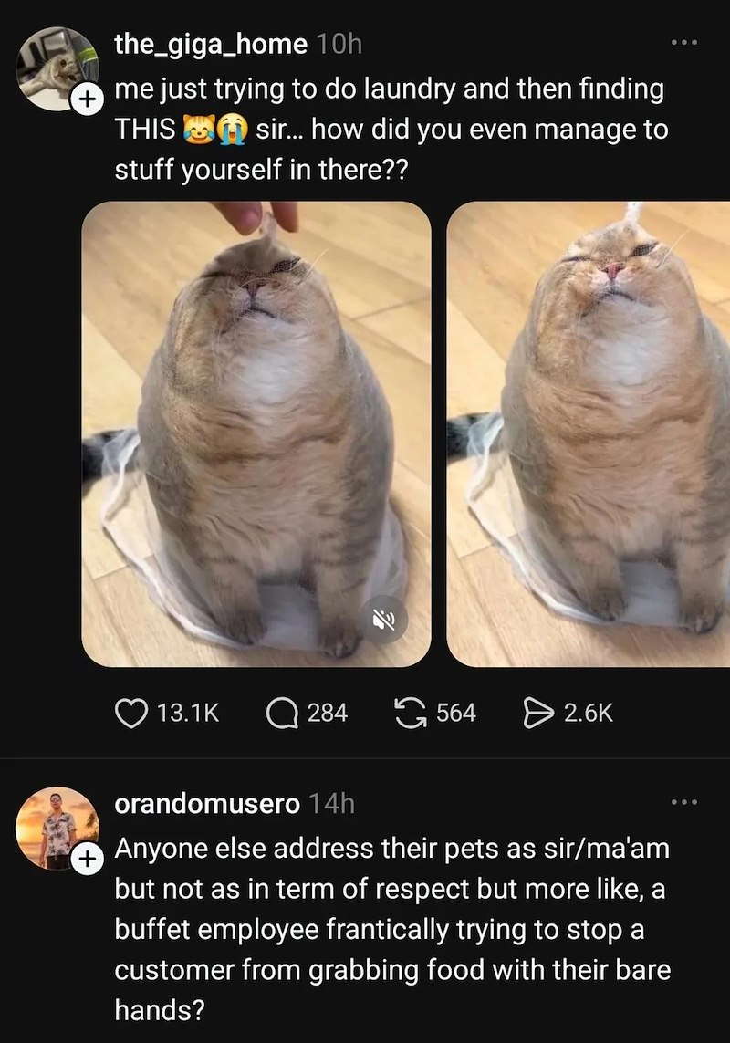 the_giga_home 10h me just trying to do laundry and then finding THIS sir... how did you even manage to stuff yourself in there?? 13.1K Q284 564 > 2.6K orandomusero 14h Anyone else address their pets as sir/ma'am but not as in term of respect but more like, a buffet employee frantically trying to stop a customer from grabbing food with their bare hands?