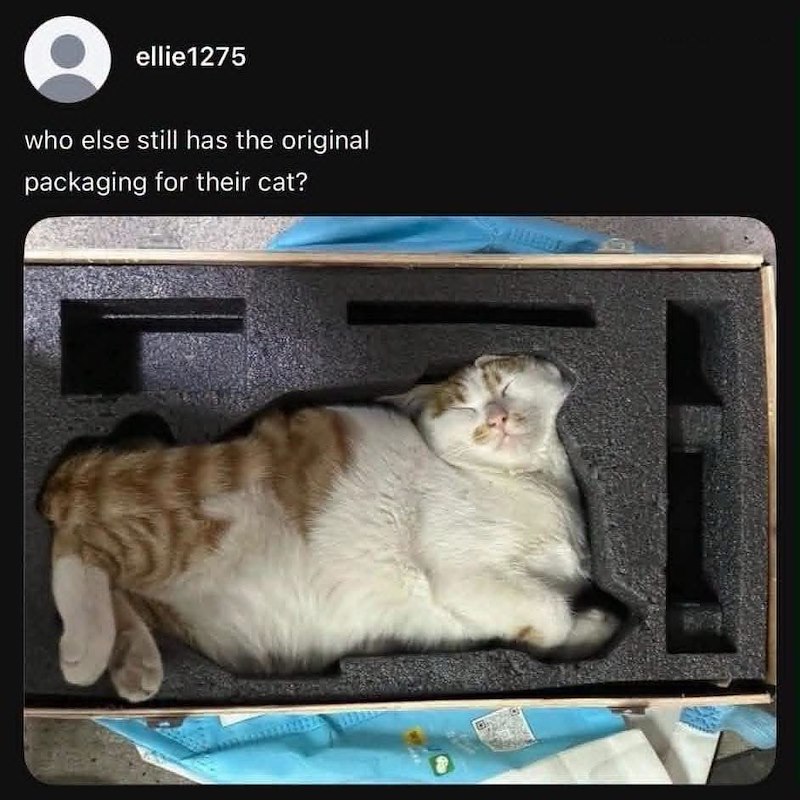 ellie1275 who else still has the original packaging for their cat?