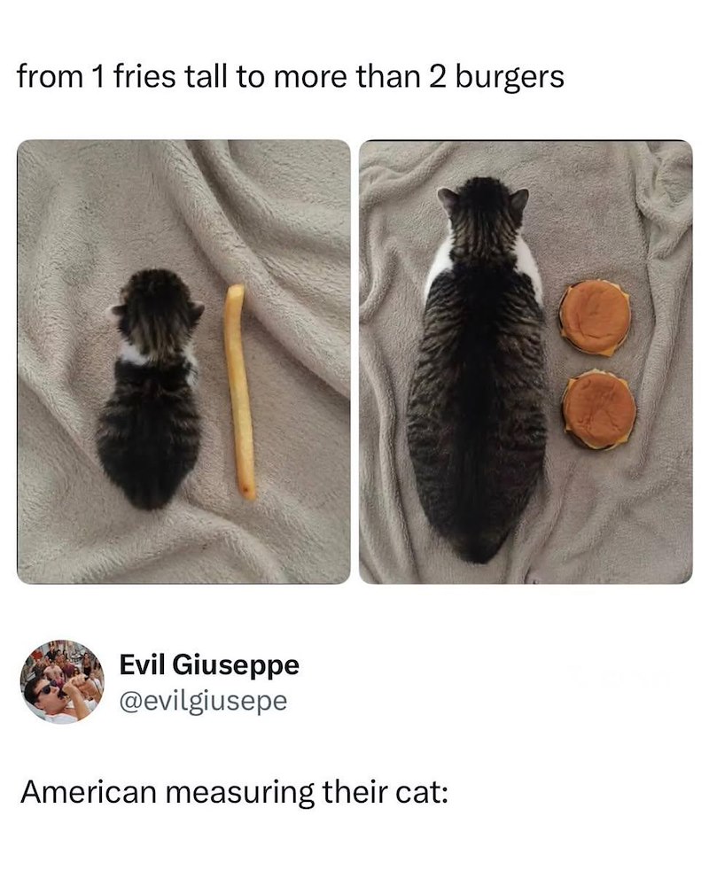 from 1 fries tall to more than 2 burgers Evil Giuseppe @evilgiusepe American measuring their cat: