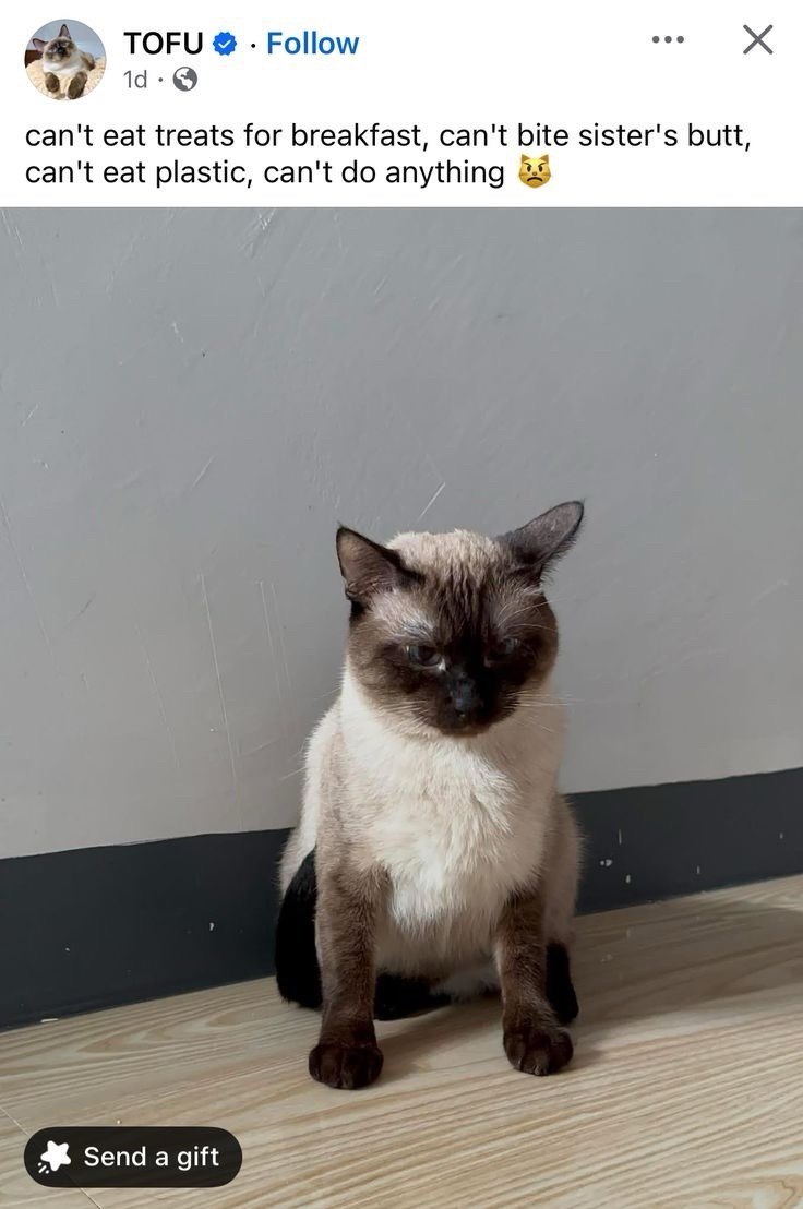 TOFU Follow 1d. can't eat treats for breakfast, can't bite sister's butt, can't eat plastic, can't do anything Send a gift