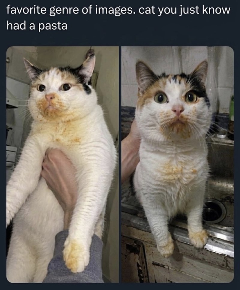 favorite genre of images. cat you just know had a pasta