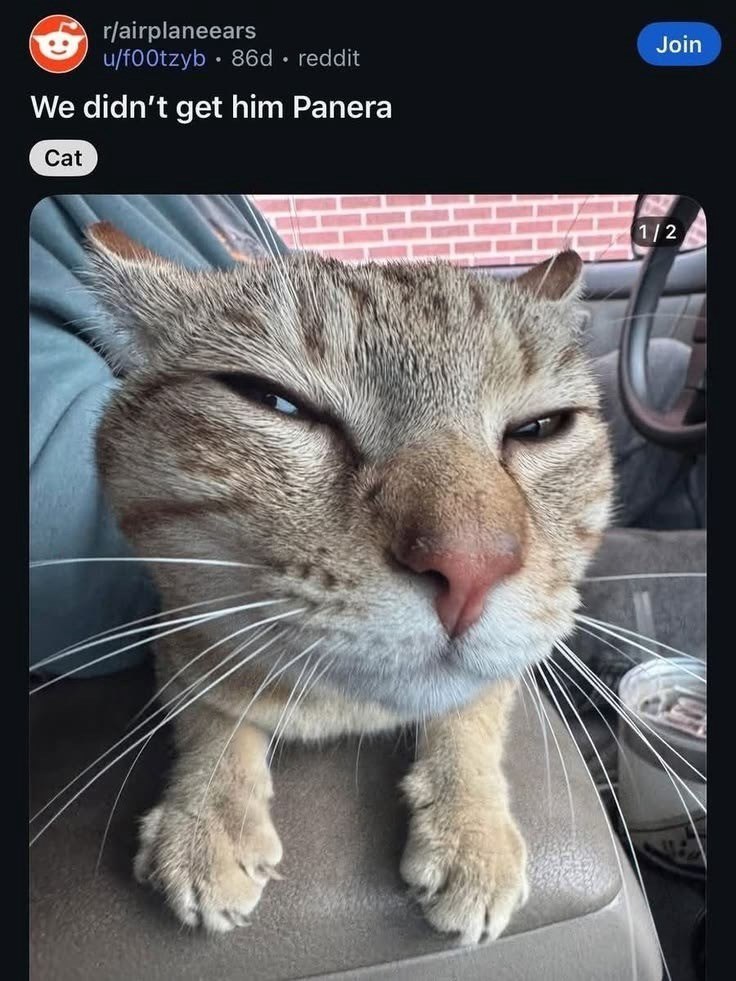 r/airplaneears u/f00tzyb 86d. reddit • We didn't get him Panera Cat Join 1/2