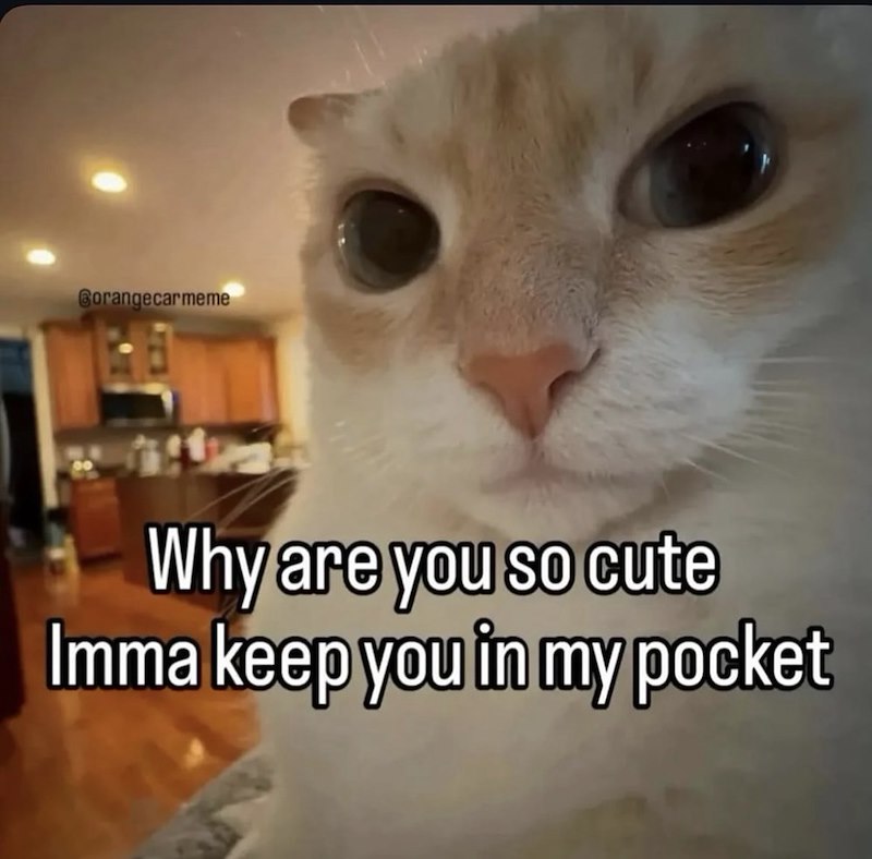 Gorangecarmeme Why are you so cute Imma keep you in my pocket