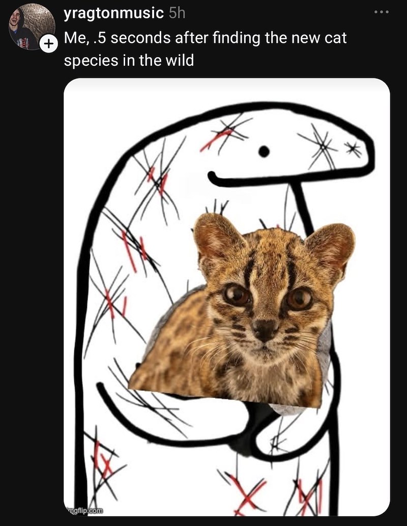 yragtonmusic 5h Me, .5 seconds after finding the new cat species in the wild mgflip.com
