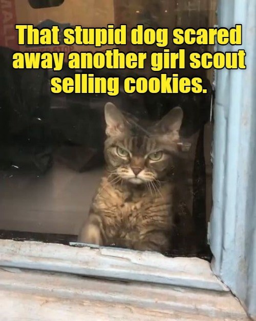 That stupid dog scared away another girl scout selling cookies. MALL