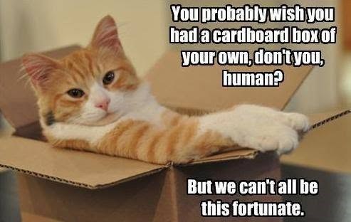 You probably wish you had a cardboard box of your own, don't you, human? But we can't all be this fortunate.