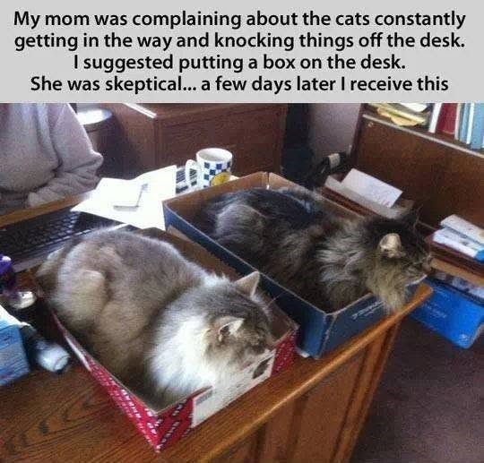 My mom was complaining about the cats constantly getting in the way and knocking things off the desk. I suggested putting a box on the desk. She was skeptical... a few days later I receive this