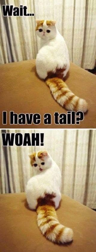 Wait... I have a tail? WOAH!