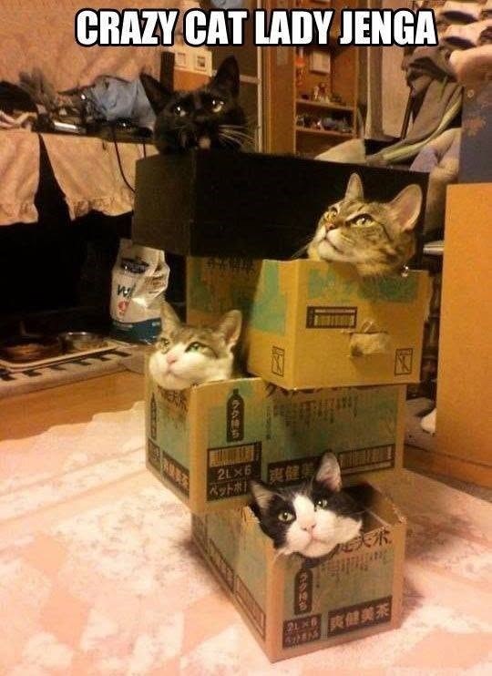 CRAZY CAT LADY JENGA W 9 ラク持ち 2L×6 ペットボ 爽健美