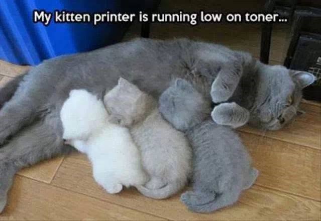 My kitten printer is running low on toner...
