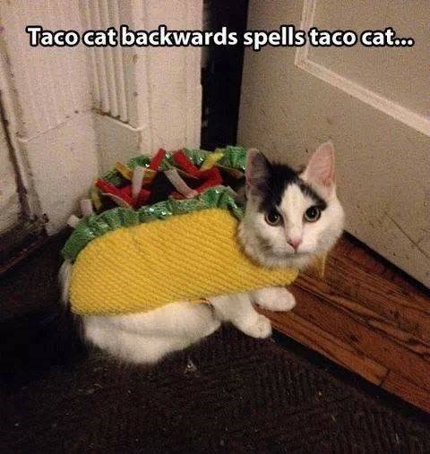 Taco cat backwards spells taco cat...