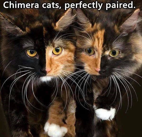 Chimera cats, perfectly paired.