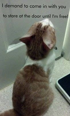 I demand to come in with you to stare at the door until I'm free!