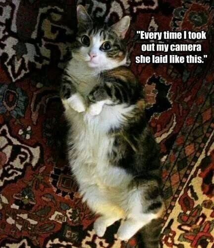 "Every time I took out my camera she laid like this."