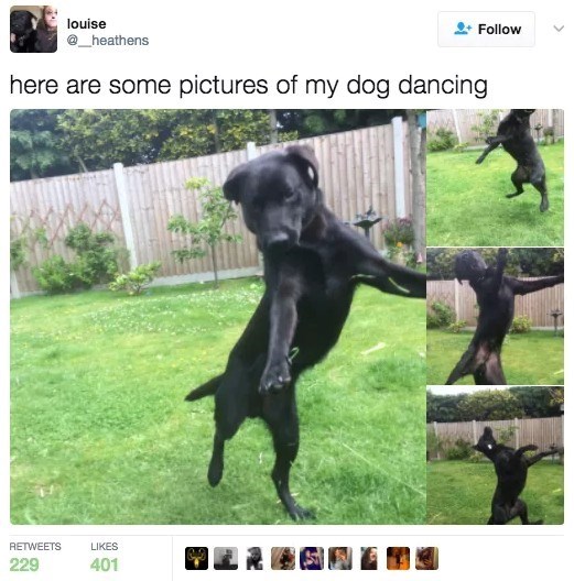 Follow louise @_heathens here are some pictures of my dog dancing RETWEETS 229 LIKES 401