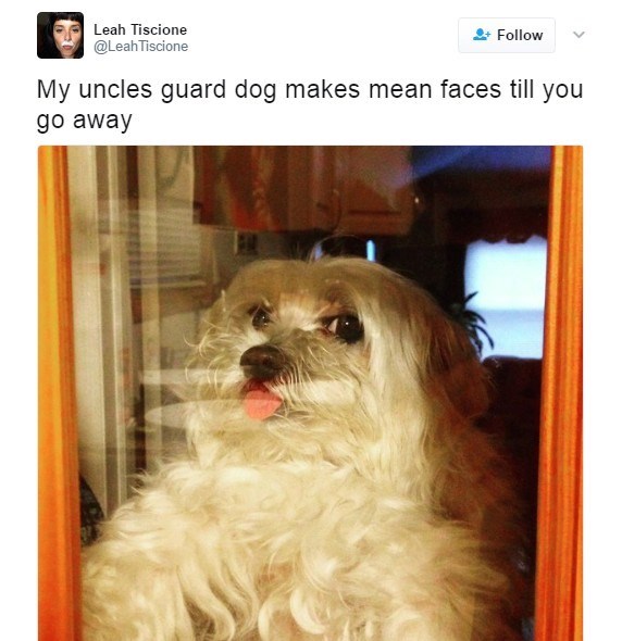 Leah Tiscione @LeahTiscione Follow My uncles guard dog makes mean faces till you go away