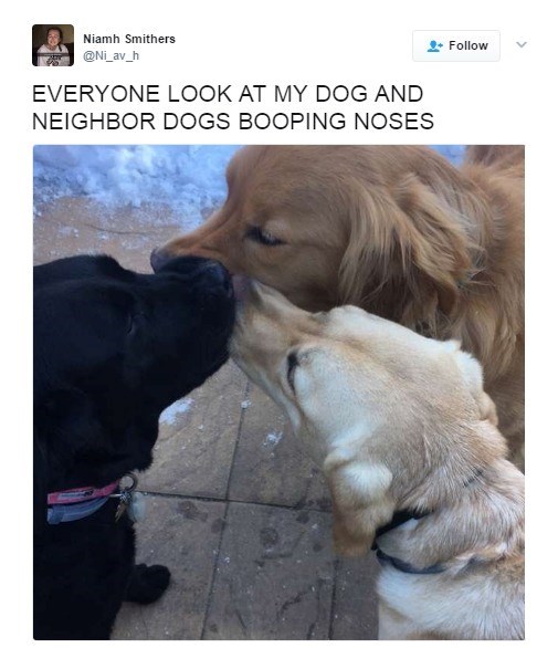 Niamh Smithers @Ni_av_h EVERYONE LOOK AT MY DOG AND NEIGHBOR DOGS BOOPING NOSES Follow