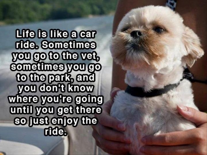 Life is like a car ride. Sometimes you go to the vet, sometimes you go to the park, and you don't know where you're going until you get there so just enjoy the ride.