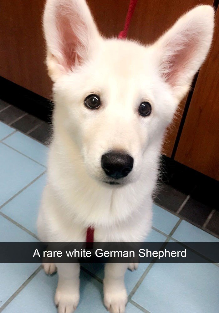 A rare white German Shepherd