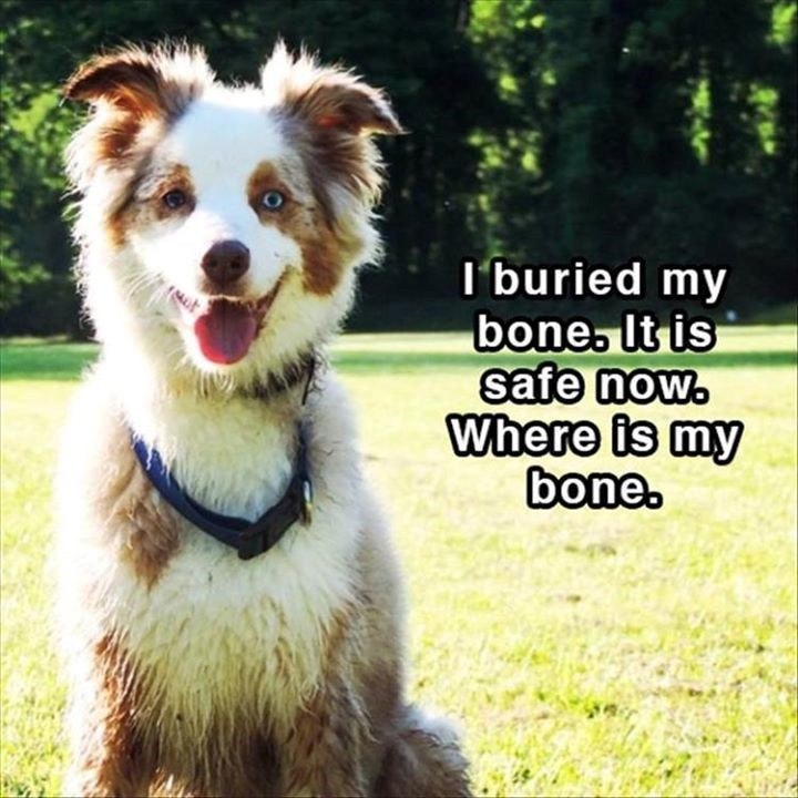 I buried my bone. It is safe now. Where is my bone.