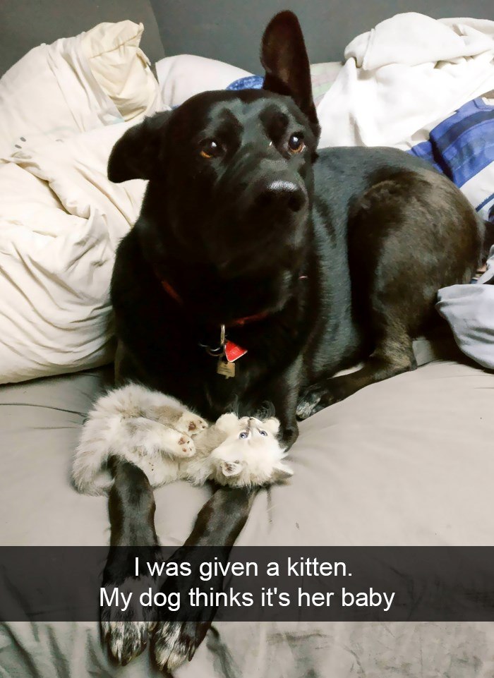 I was given a kitten. My dog thinks it's her baby