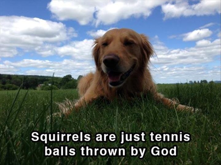 Squirrels are just tennis balls thrown by God