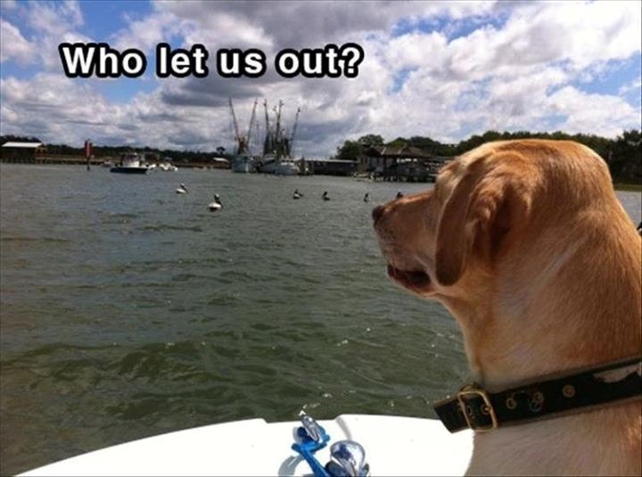 Who let us out?