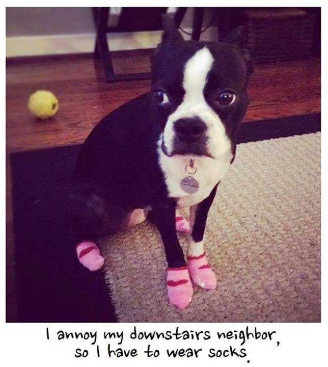annoy my downstairs neighbor, so I have to wear socks.
