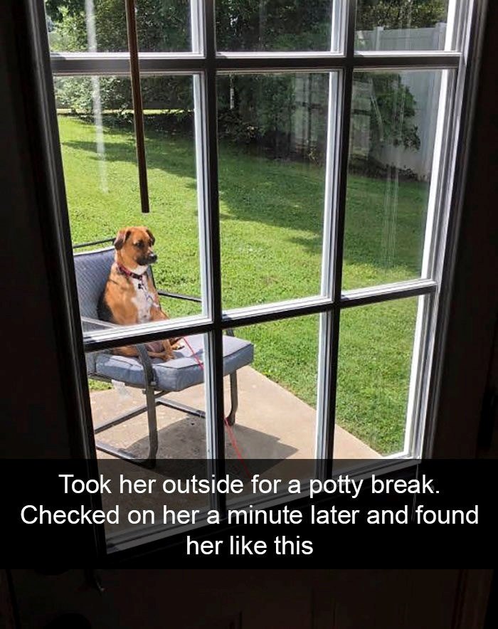 Took her outside for a potty break. Checked on her a minute later and found her like this