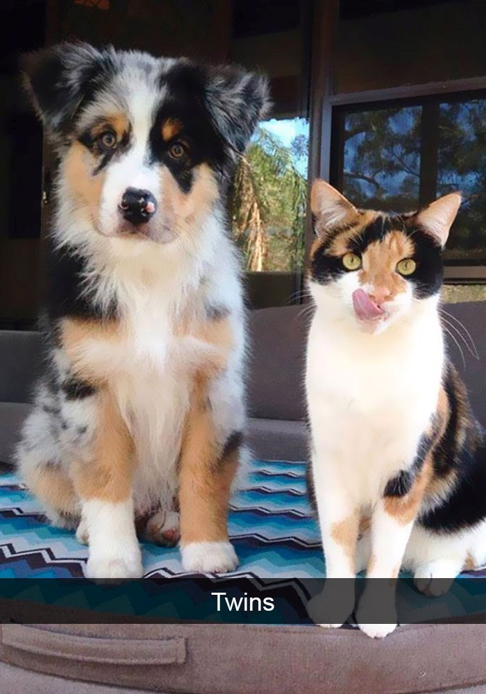 Twins