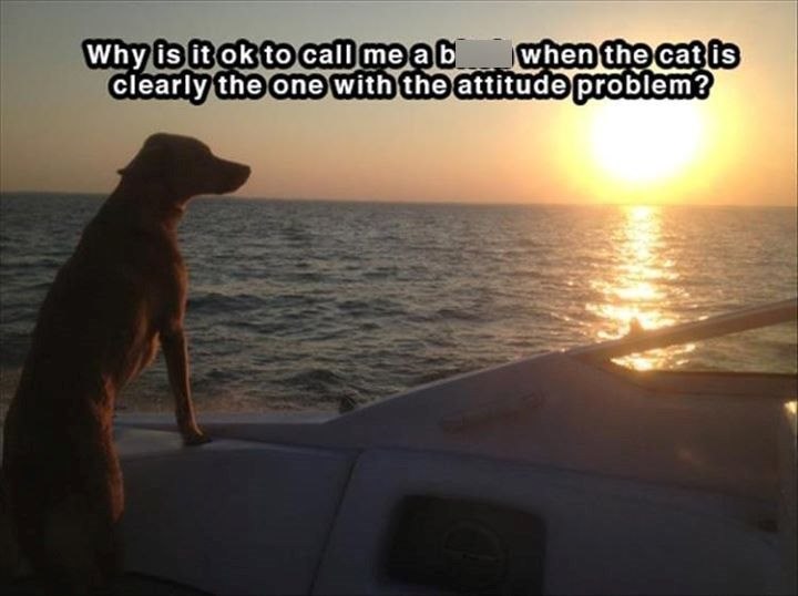 Why is it ok to call me a b when the cat is clearly the one with the attitude problem?