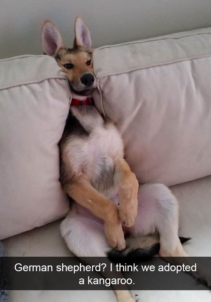 German shepherd? I think we adopted a kangaroo.