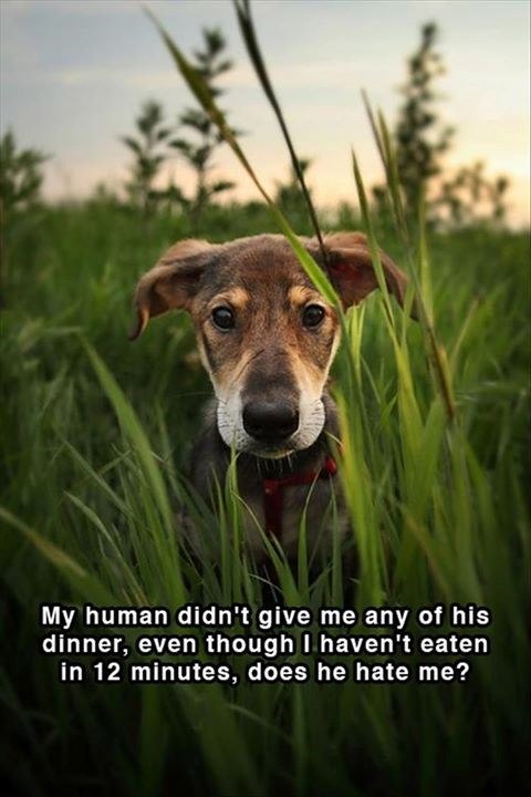 My human didn't give me any of his dinner, even though I haven't eaten in 12 minutes, does he hate me?