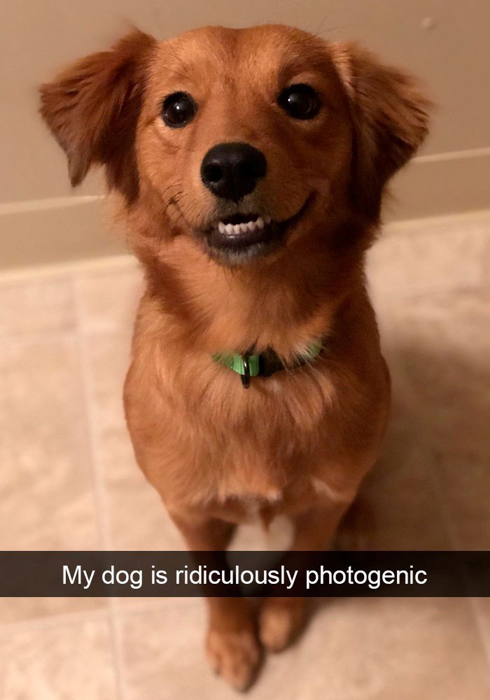 My dog is ridiculously photogenic