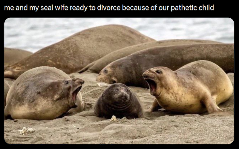 me and my seal wife ready to divorce because of our pathetic child