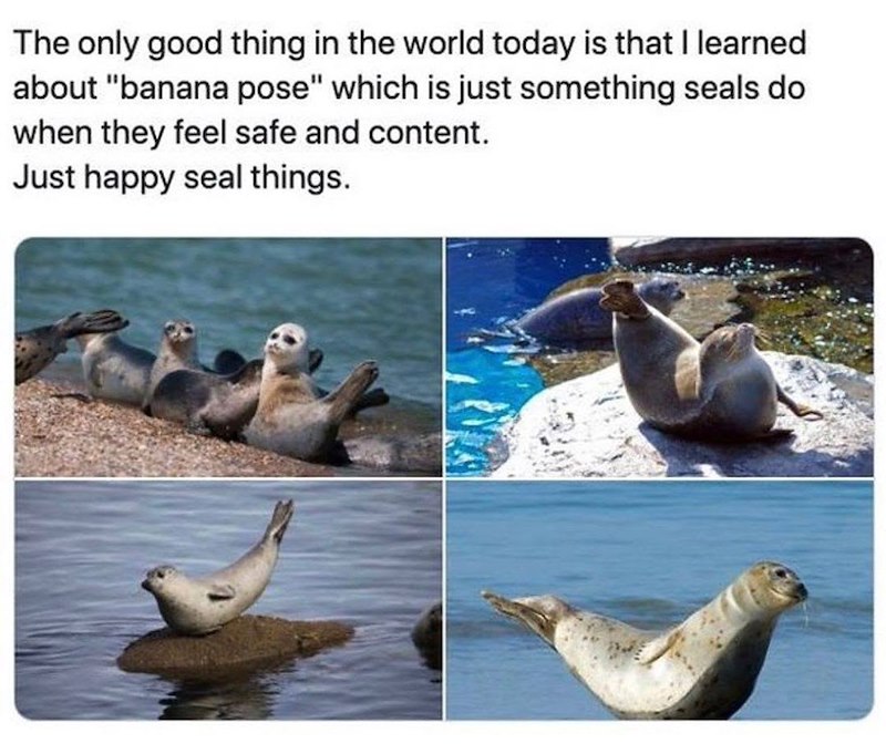 The only good thing in the world today is that I learned about "banana pose" which is just something seals do when they feel safe and content. Just happy seal things.