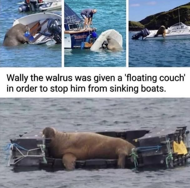 TABASCO Wally the walrus was given a 'floating couch' in order to stop him from sinking boats.