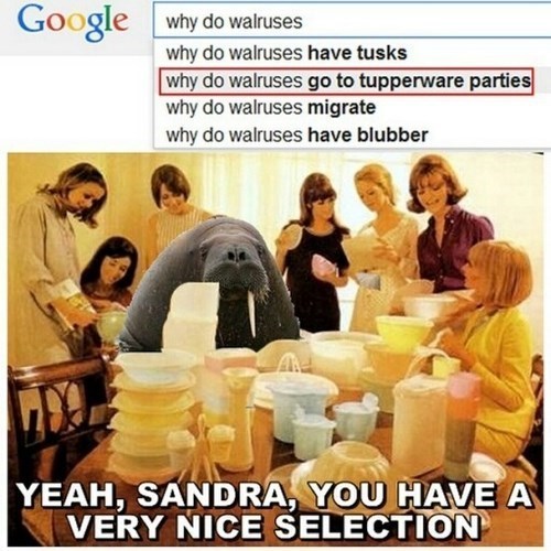 Google why do walruses why do walruses have tusks why do walruses go to tupperware parties why do walruses migrate why do walruses have blubber YEAH, SANDRA, YOU HAVE A VERY NICE SELECTION