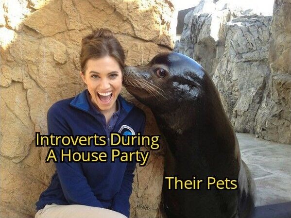 Introverts During A House Party Their Pets