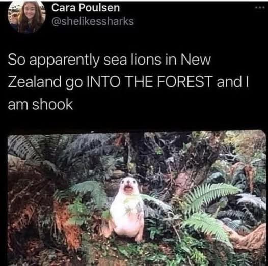 Cara Poulsen @shelikessharks So apparently sea lions in New Zealand go INTO THE FOREST and I am shook