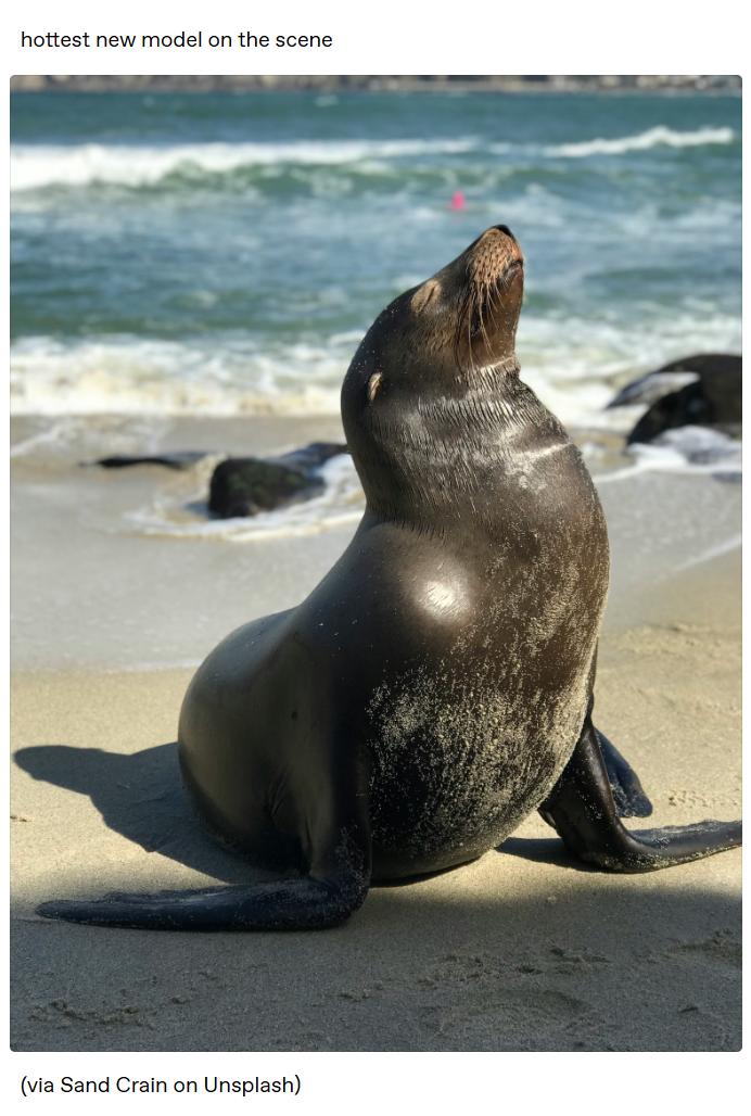 hottest new model on the scene (via Sand Crain on Unsplash)