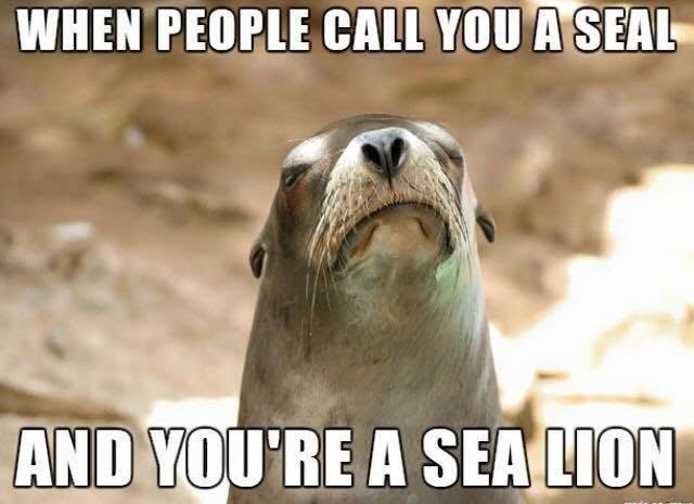 WHEN PEOPLE CALL YOU A SEAL AND YOU'RE A SEA LION